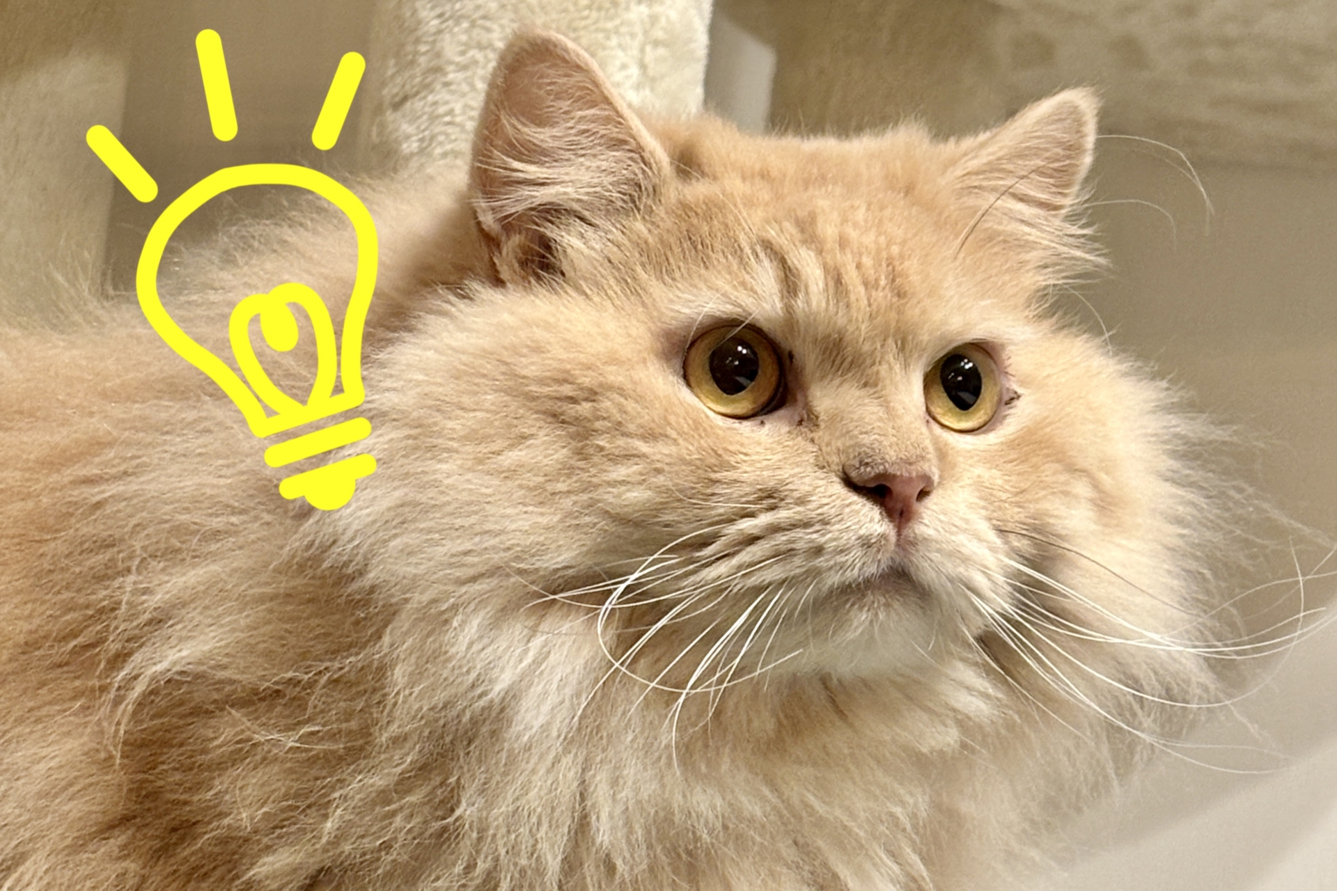 福島リペア-床鳴り・建具・アルミサッシ等住まいのキズ補修なら　リペア検討猫イメージ写真