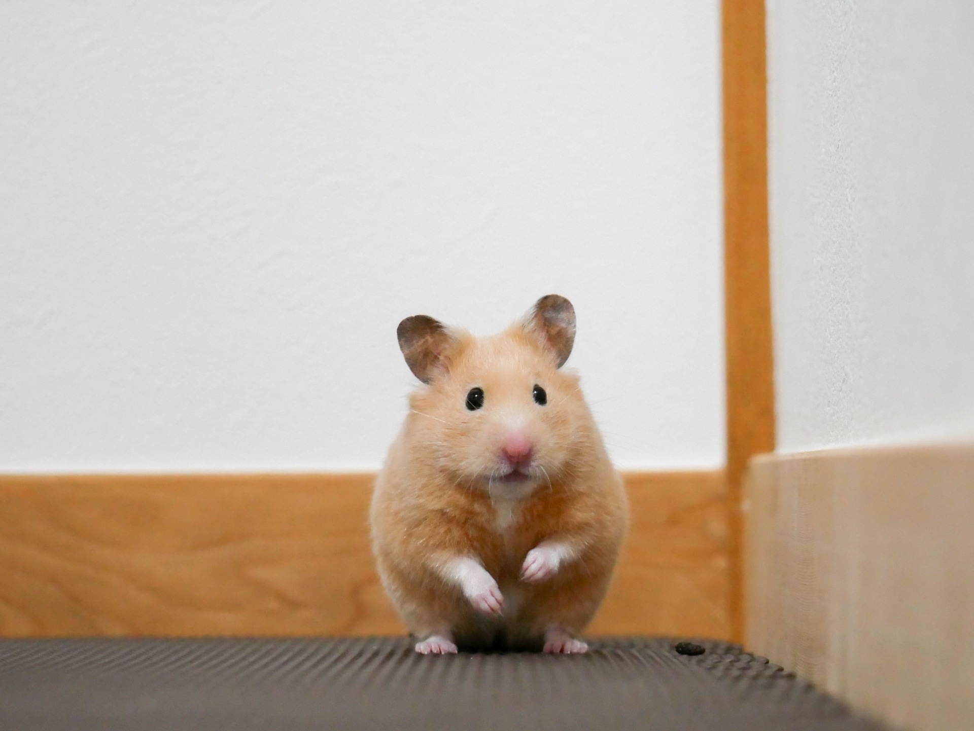 福島リペア-床鳴り・建具・アルミサッシ等住まいのキズ補修なら　巾木ペットキズイメージ写真
