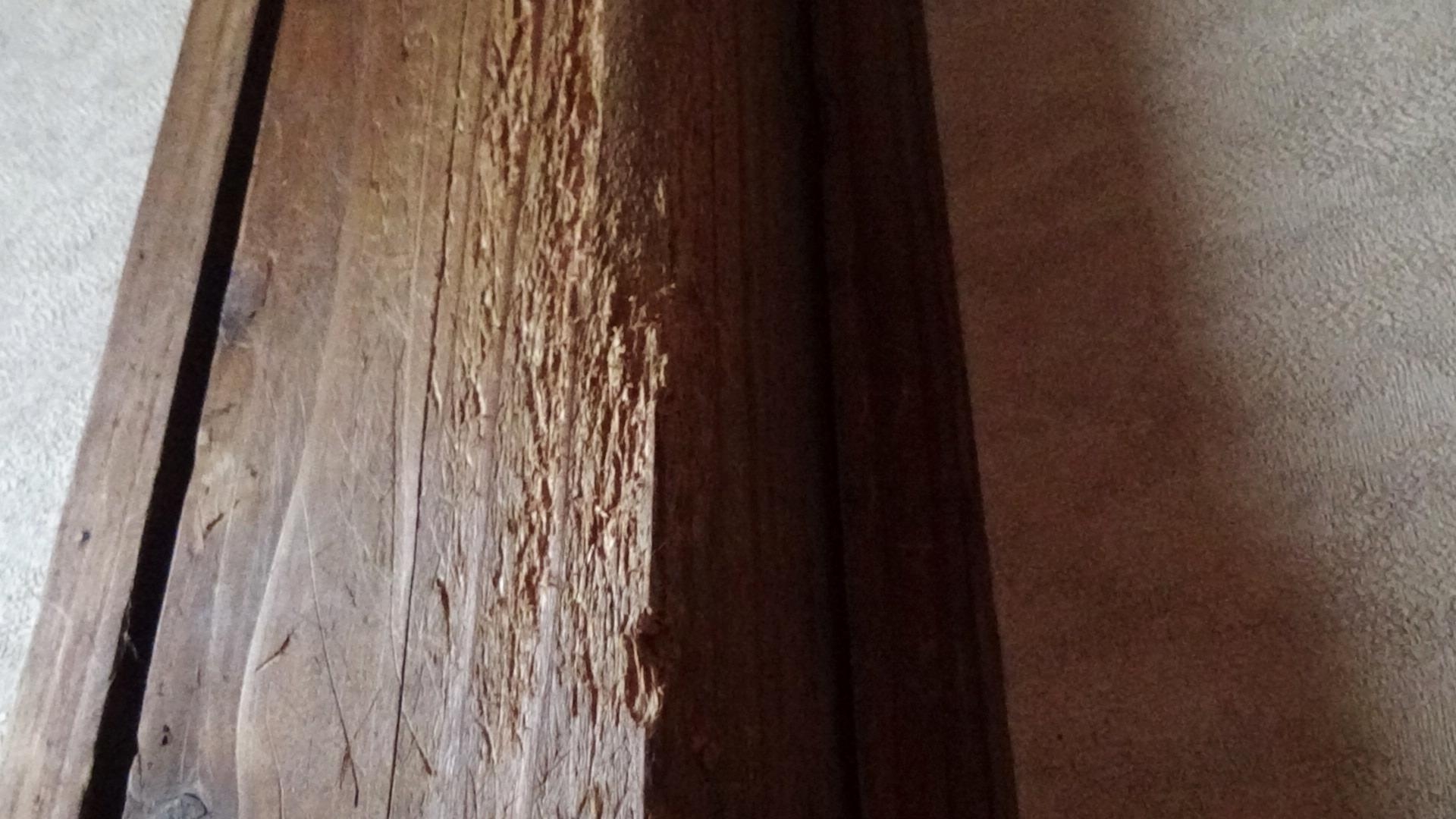 福島リペア-床鳴り・建具・アルミサッシ等住まいのキズ補修なら ペット柱キズイメージ画像